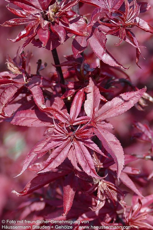 Japanischer Fächer-Ahorn 'Twombly's Red Sentinel' (Acer palmatum)