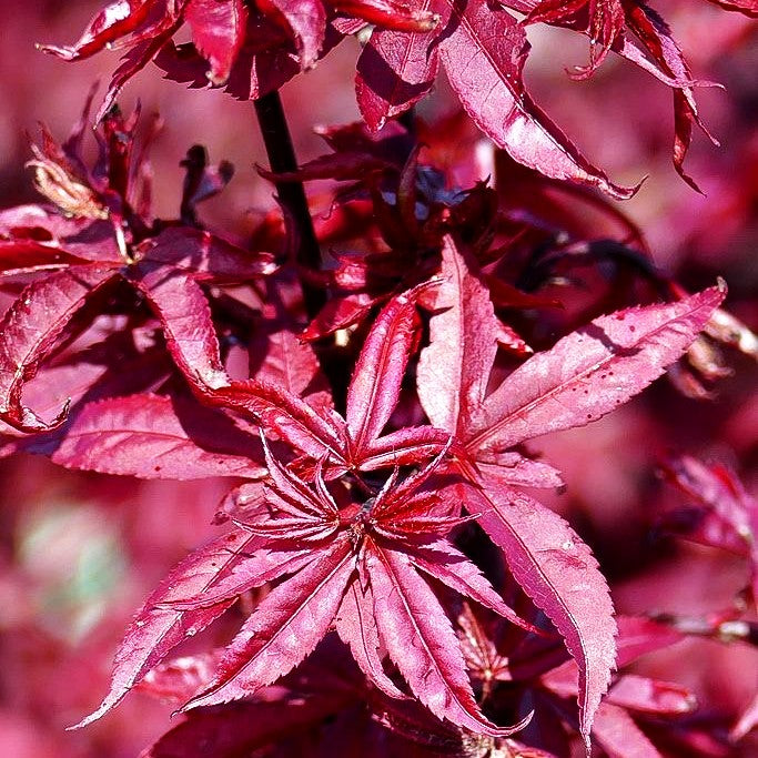 Japanischer Fächer-Ahorn 'Twombly's Red Sentinel' (Acer palmatum)