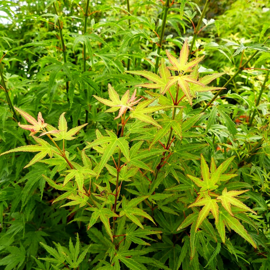 Japanischer Fächer-Ahorn 'Wilsons Pink Dwarf' (Acer palmatum)