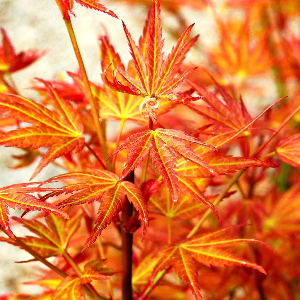 Japanischer Fächer-Ahorn 'Wilsons Pink Dwarf' (Acer palmatum)