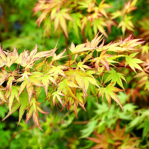 Japanischer Fächer-Ahorn 'Wilsons Pink Dwarf' (Acer palmatum)
