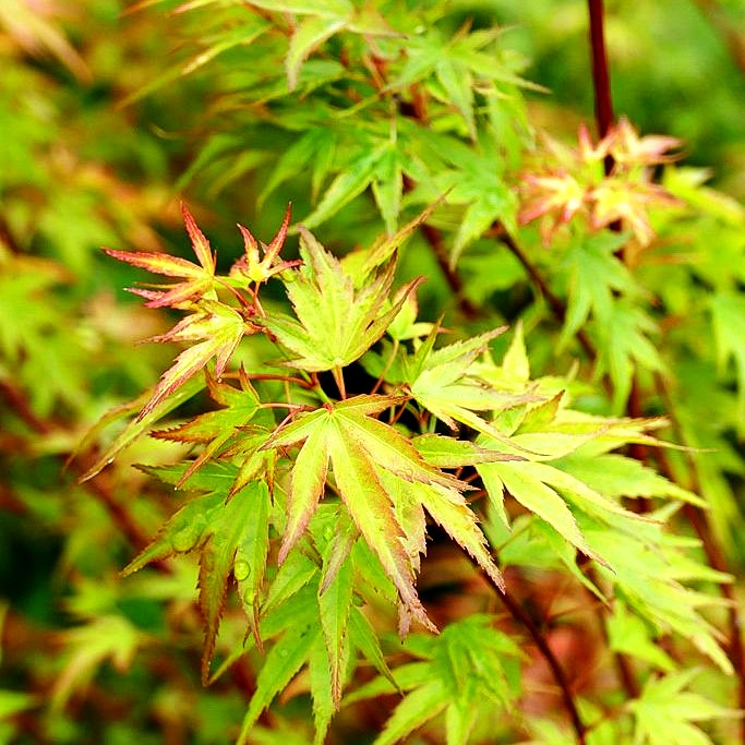 Japanischer Fächer-Ahorn 'Wilsons Pink Dwarf' (Acer palmatum)