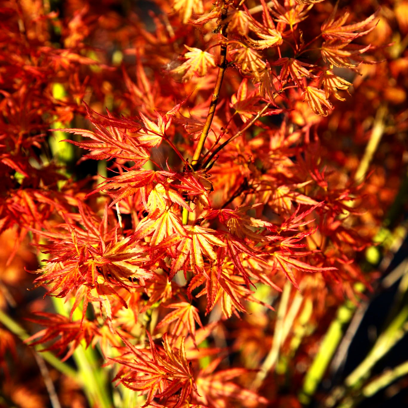 Japanischer Fächer-Ahorn 'Wilsons Pink Dwarf' (Acer palmatum)