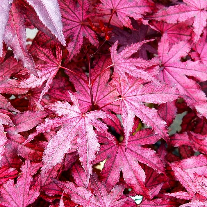 Japanischer Fächerahorn 'Amagi shigure' (Acer palmatum)