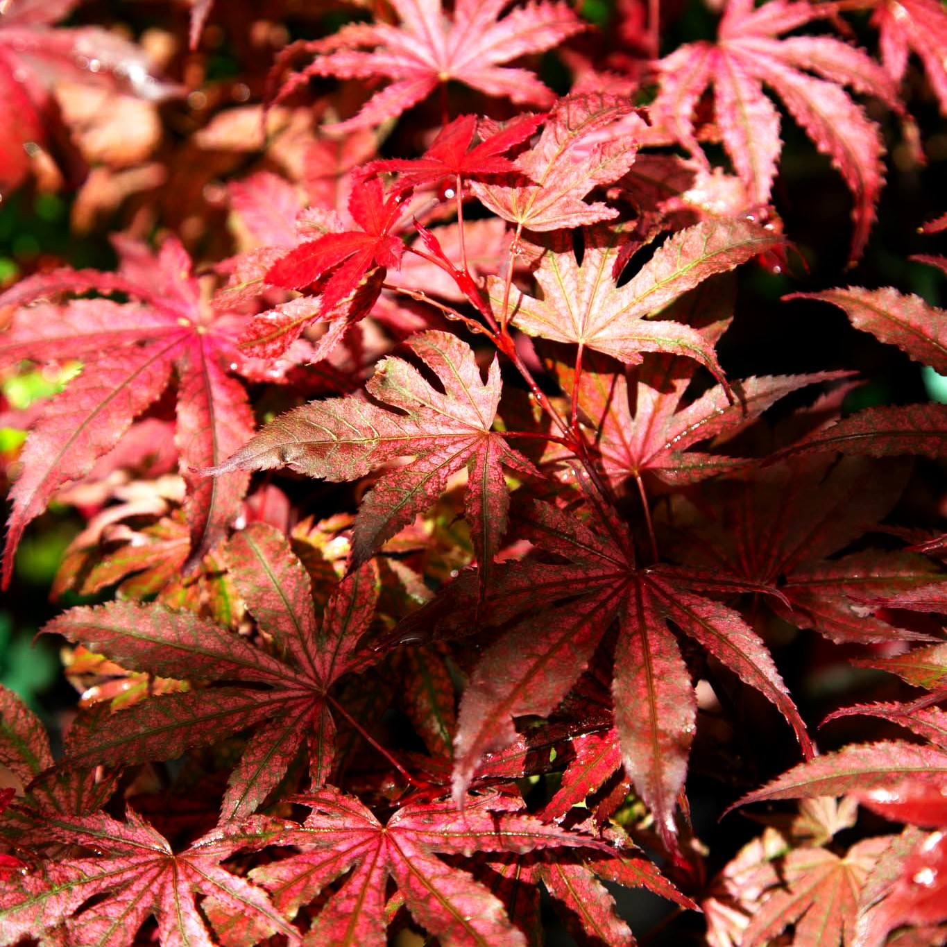Japanischer Fächerahorn 'Amagi shigure' (Acer palmatum)
