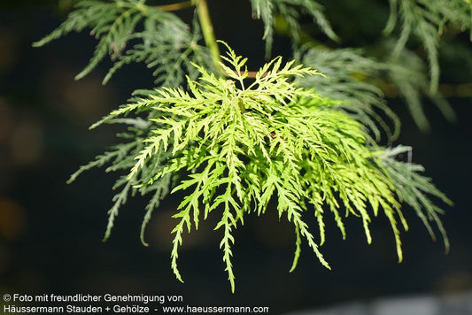 Japanischer Fächerahorn 'Emerald Lace' (Acer palmatum)