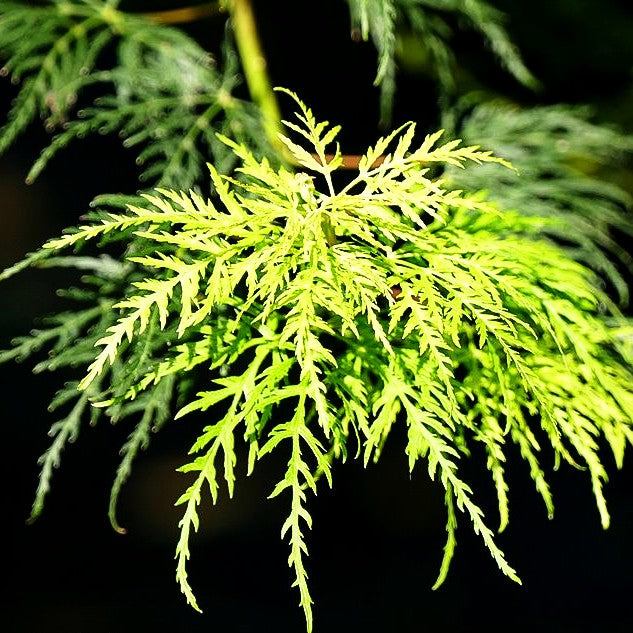 Japanischer Fächerahorn 'Emerald Lace' (Acer palmatum)