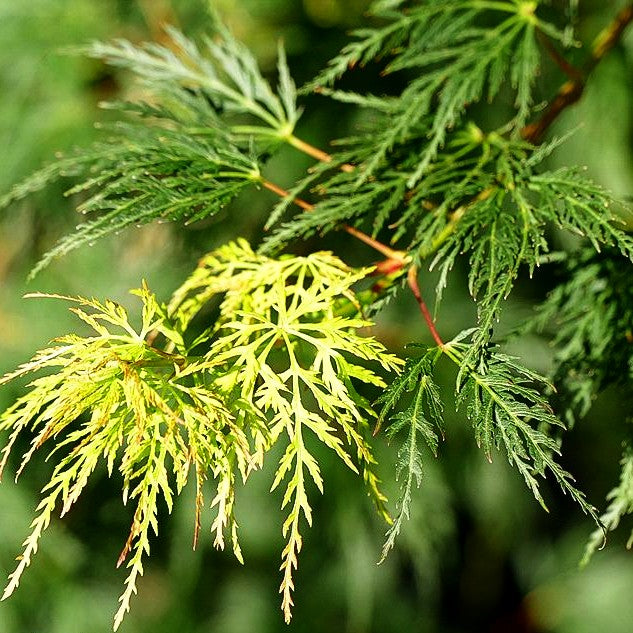 Japanischer Fächerahorn 'Emerald Lace' (Acer palmatum)