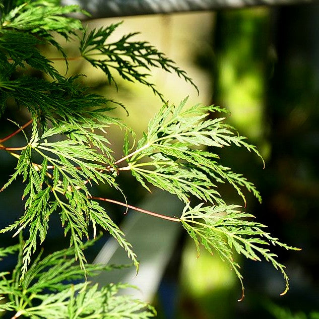 Japanischer Fächerahorn 'Emerald Lace' (Acer palmatum)