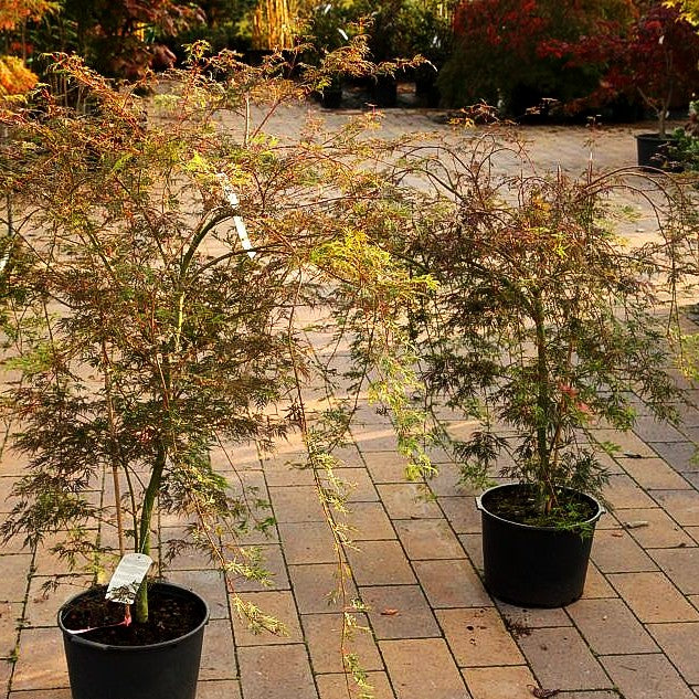 Japanischer Fächerahorn 'Emerald Lace' (Acer palmatum)