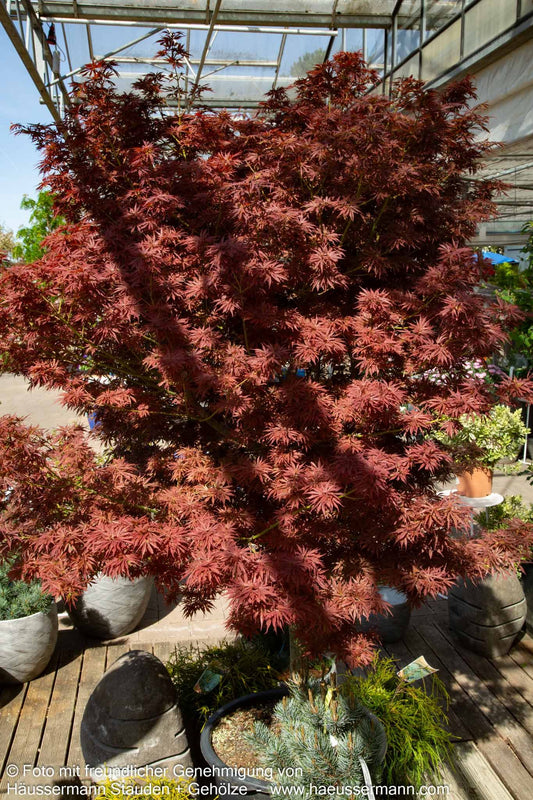 Japanischer Fächerahorn 'Jerre Schwartz' (Acer palmatum)