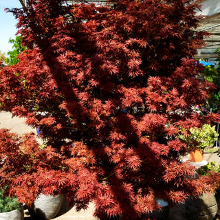 Japanischer Fächerahorn 'Jerre Schwartz' (Acer palmatum)