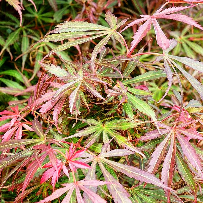 Japanischer Fächerahorn 'Jerre Schwartz' (Acer palmatum)
