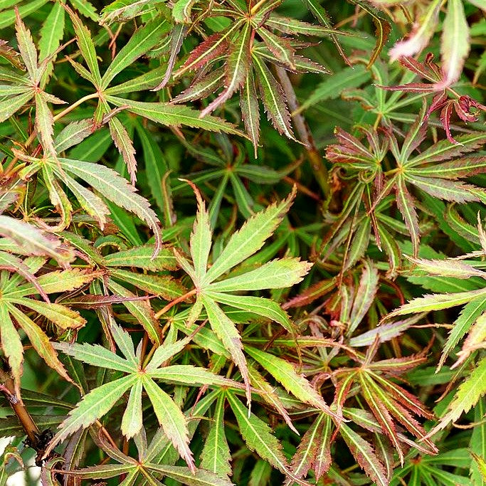 Japanischer Fächerahorn 'Jerre Schwartz' (Acer palmatum)
