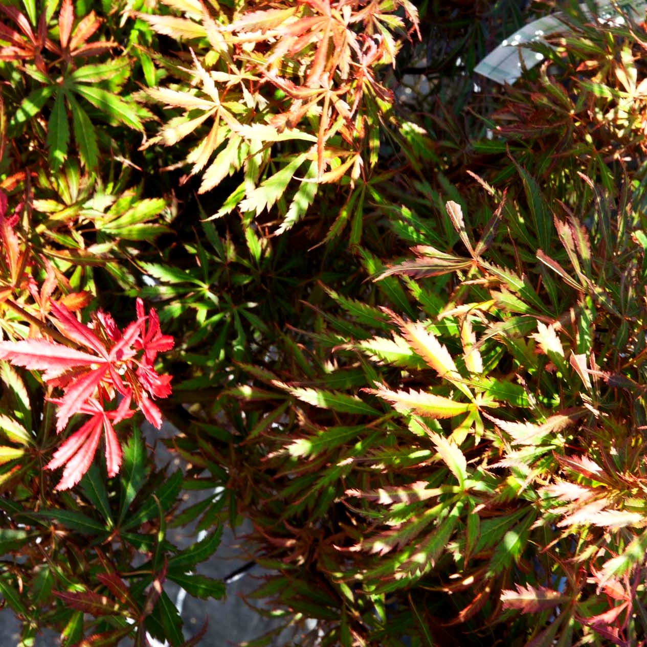 Japanischer Fächerahorn 'Jerre Schwartz' (Acer palmatum)
