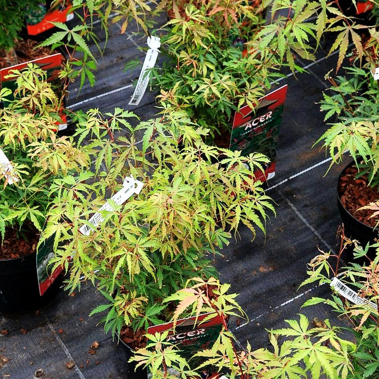 Japanischer Fächerahorn 'Jerre Schwartz' (Acer palmatum)