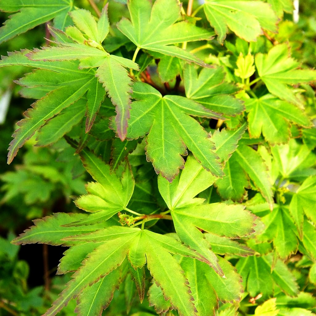 Japanischer Fächerahorn 'Koto maru' (Acer palmatum)