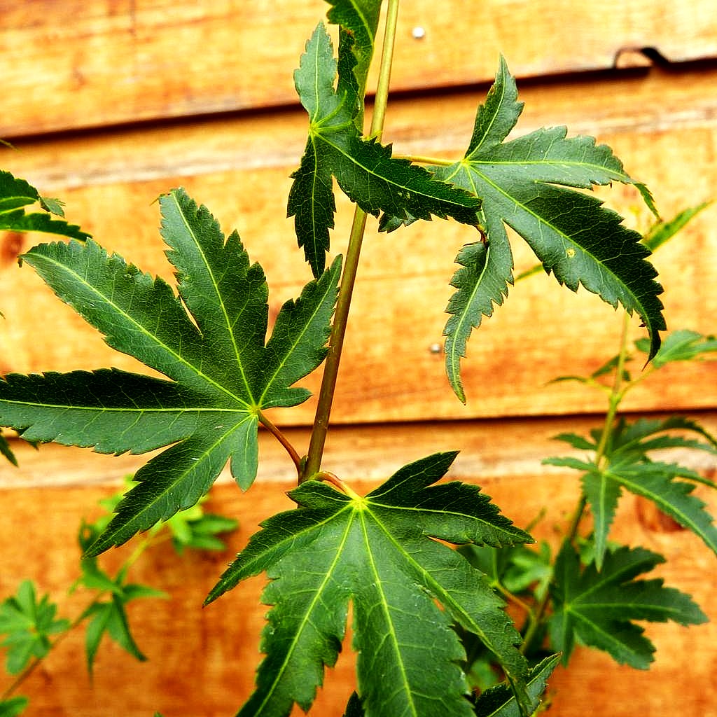Japanischer Fächerahorn 'Koto maru' (Acer palmatum)