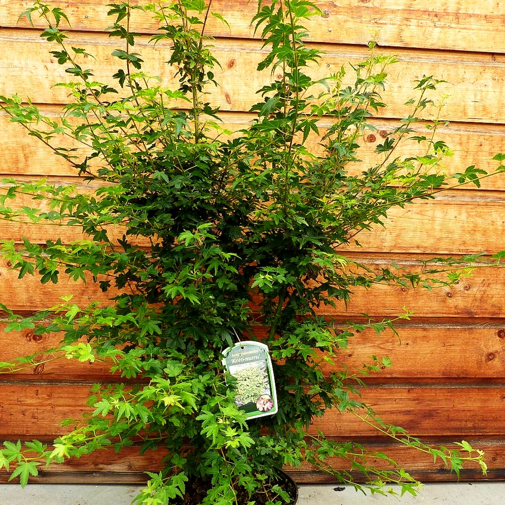Japanischer Fächerahorn 'Koto maru' (Acer palmatum)