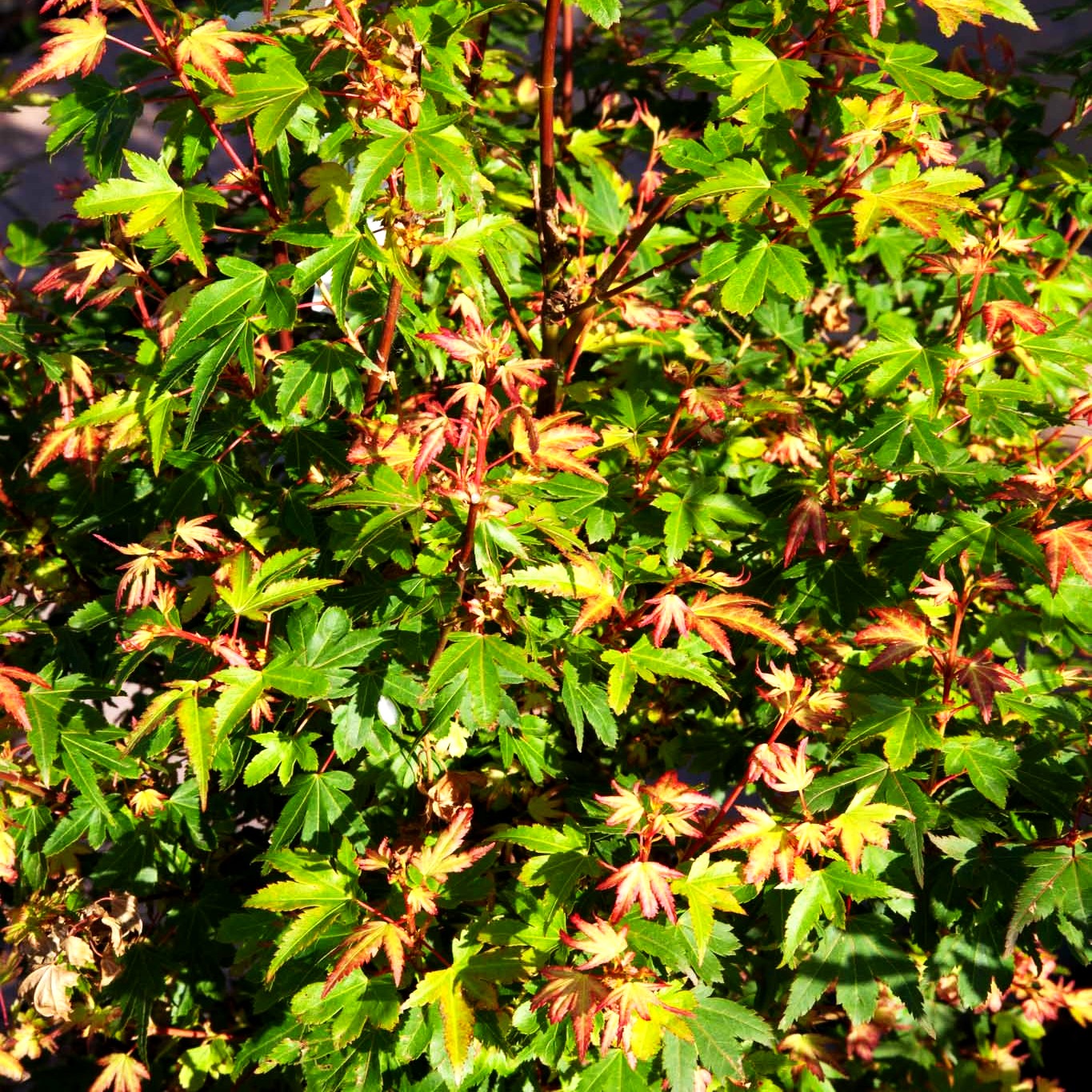 Japanischer Fächerahorn 'Koto maru' (Acer palmatum)