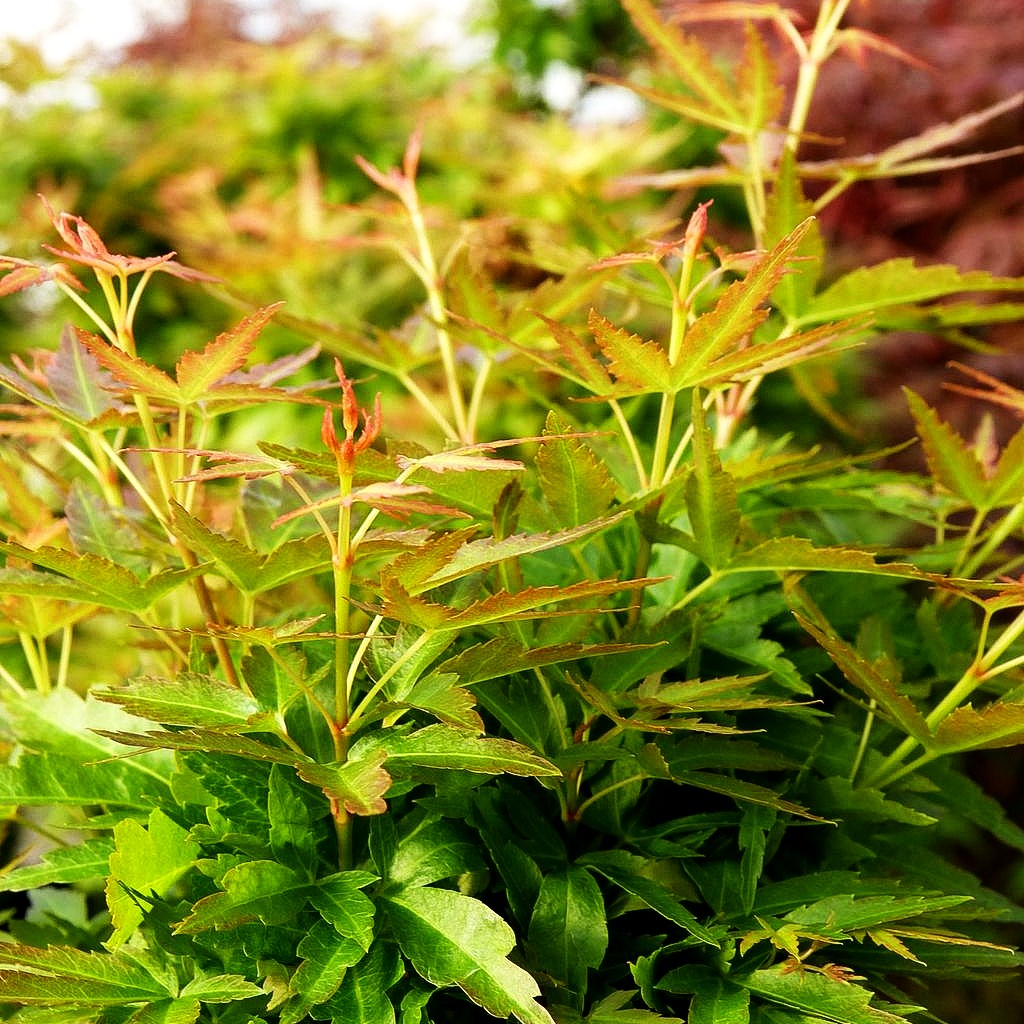 Japanischer Fächerahorn 'Kotohime' (Acer palmatum)
