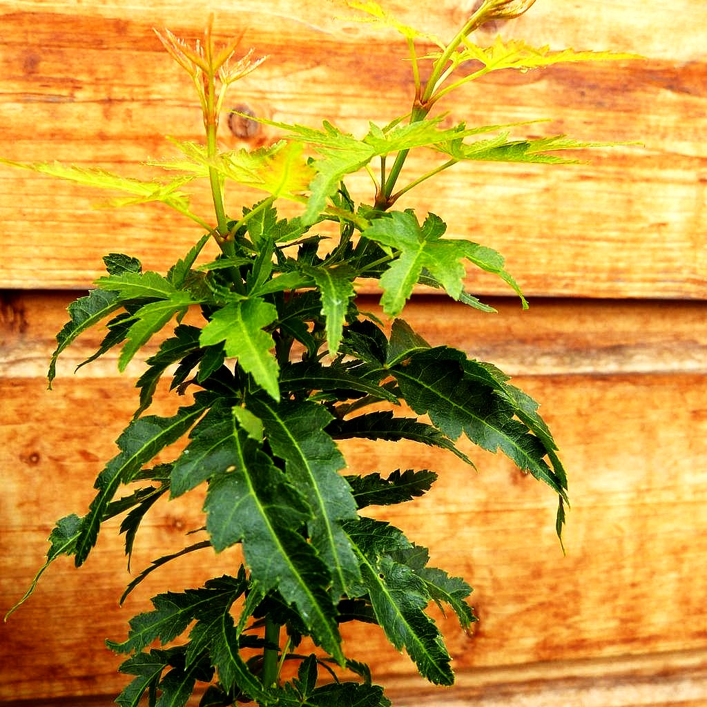 Japanischer Fächerahorn 'Kotohime' (Acer palmatum)