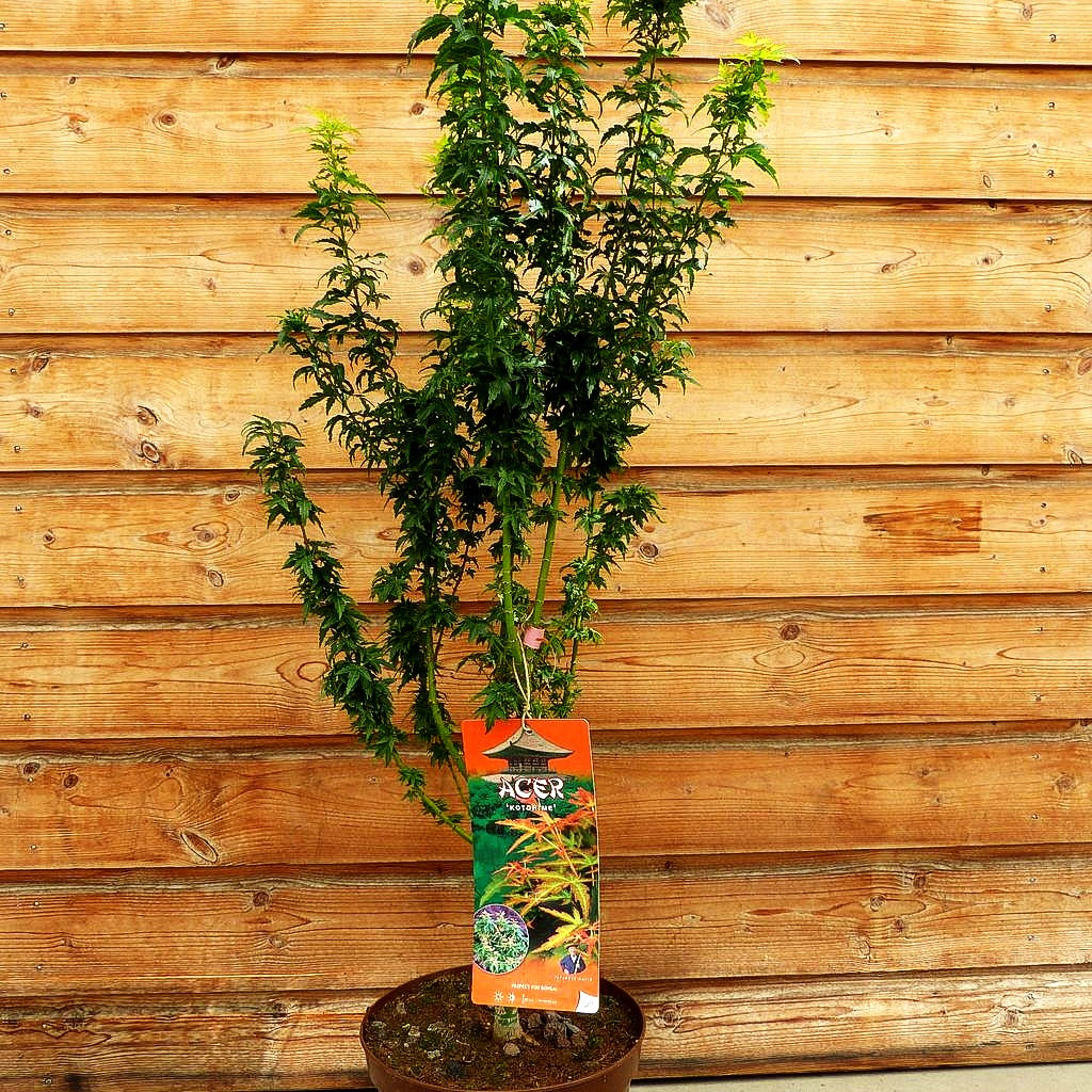 Japanischer Fächerahorn 'Kotohime' (Acer palmatum)