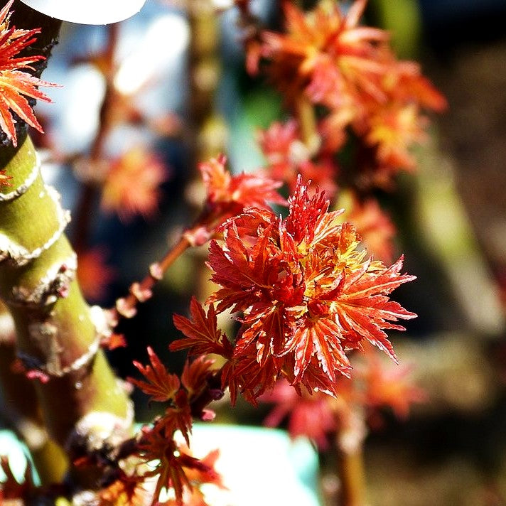 Japanischer Fächerahorn 'Kotohime' (Acer palmatum)