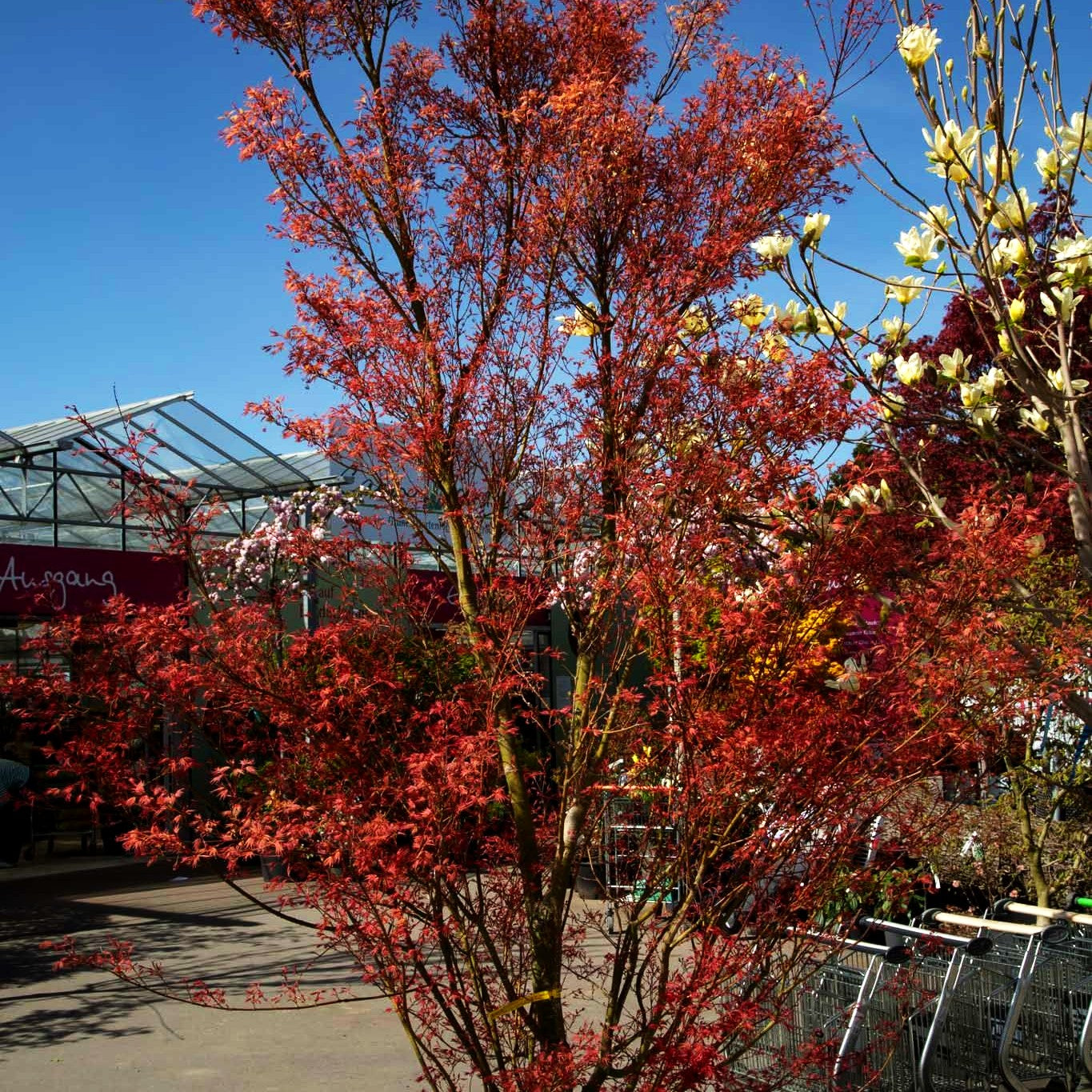 Japanischer Fächerahorn 'Phoenix' (Acer palmatum)