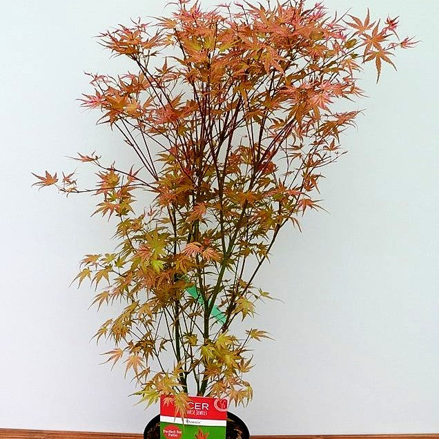 Japanischer Fächerahorn 'Phoenix' (Acer palmatum)