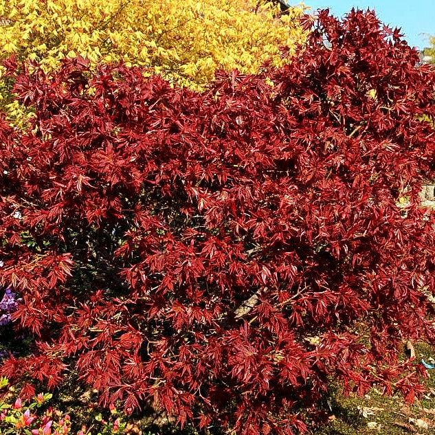 Japanischer Fächerahorn 'Ruby Stars' (Acer palmatum)