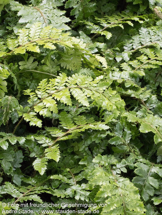 Japanischer Glanz-Schildfarn (Polystichum polyblepharum)
