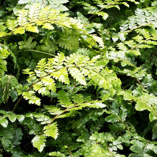 Japanischer Glanz-Schildfarn (Polystichum polyblepharum)