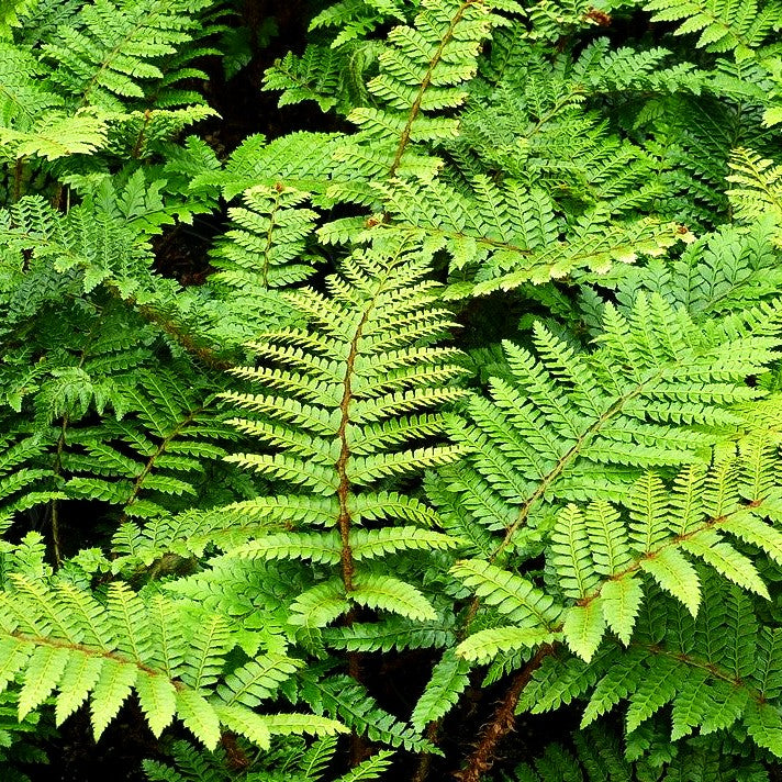 Japanischer Glanz-Schildfarn (Polystichum polyblepharum)