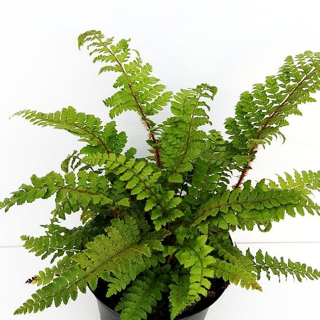 Japanischer Glanz-Schildfarn (Polystichum polyblepharum)