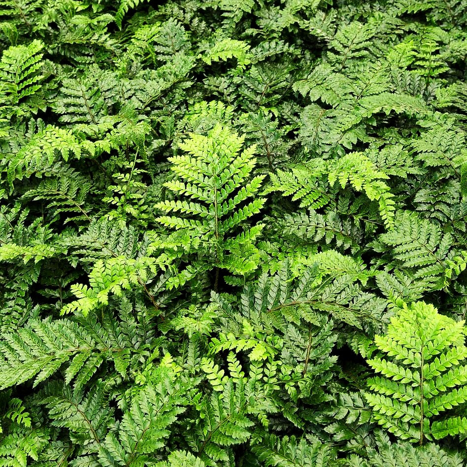 Japanischer Glanz-Schildfarn (Polystichum polyblepharum)