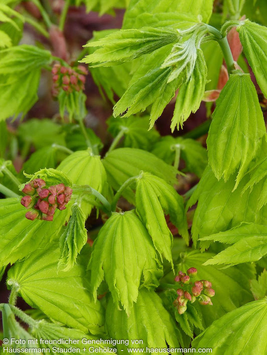 Japanischer Gold-Ahorn 'Aureum' (Acer shirasawanum)