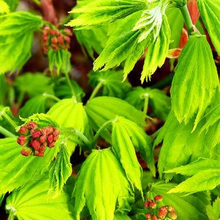 Japanischer Gold-Ahorn 'Aureum' (Acer shirasawanum)