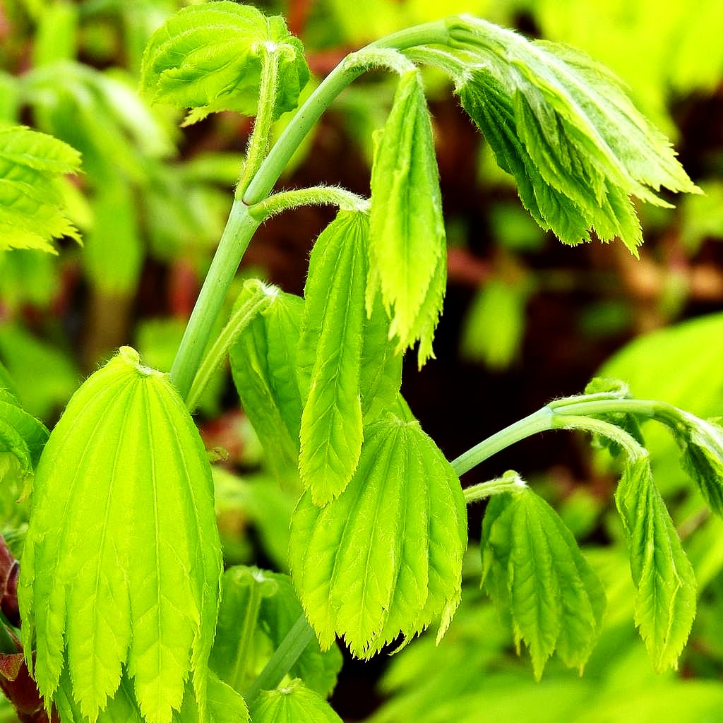 Japanischer Gold-Ahorn 'Aureum' (Acer shirasawanum)