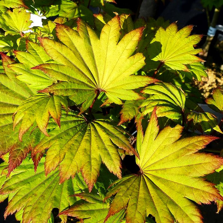 Japanischer Gold-Ahorn 'Aureum' (Acer shirasawanum)