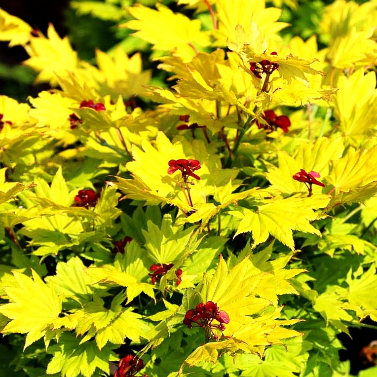 Japanischer Gold-Ahorn 'Aureum' (Acer shirasawanum)