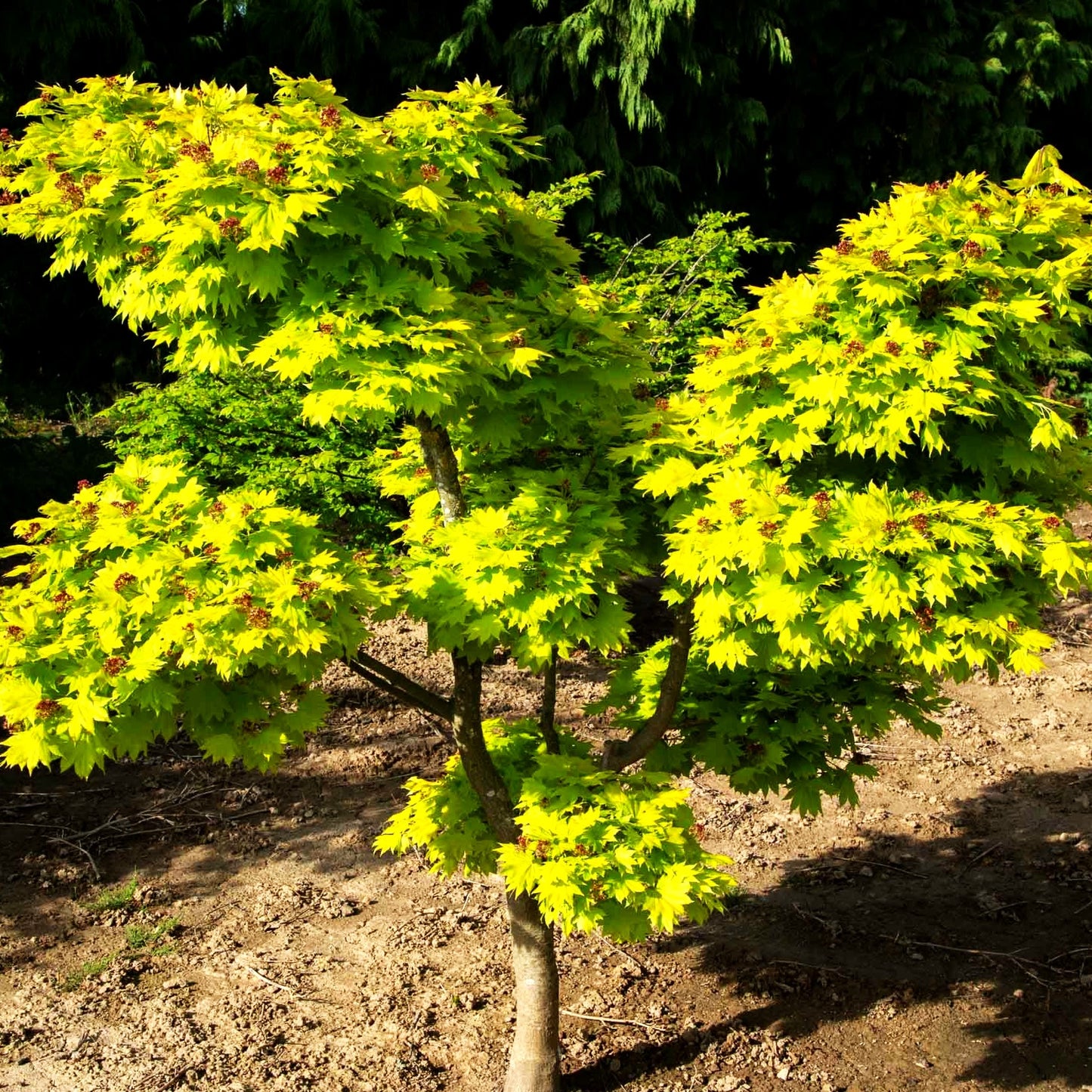Japanischer Gold-Ahorn 'Aureum' (Acer shirasawanum)