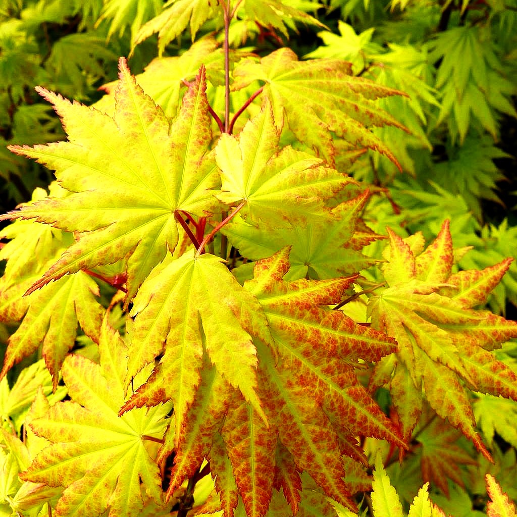 Japanischer Gold-Ahorn 'Autumn Moon' (Acer shirasawanum)