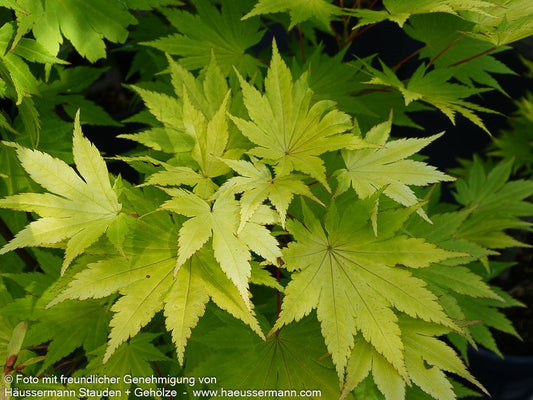 Japanischer Gold-Ahorn 'Jordan' (Acer shirasawanum)