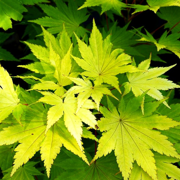 Japanischer Gold-Ahorn 'Jordan' (Acer shirasawanum)