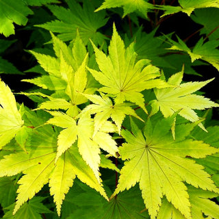 Japanischer Gold-Ahorn 'Jordan' (Acer shirasawanum)