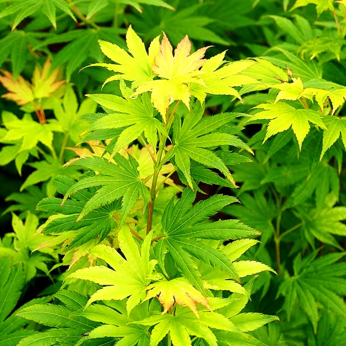 Japanischer Gold-Ahorn 'Jordan' (Acer shirasawanum)