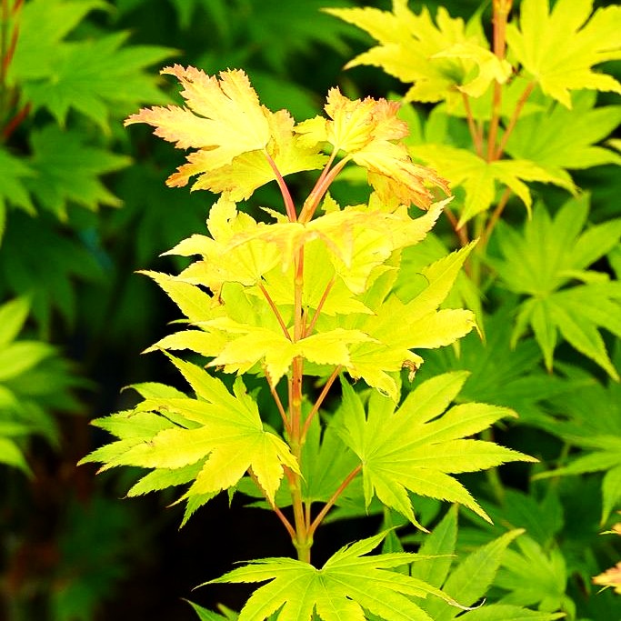 Japanischer Gold-Ahorn 'Jordan' (Acer shirasawanum)