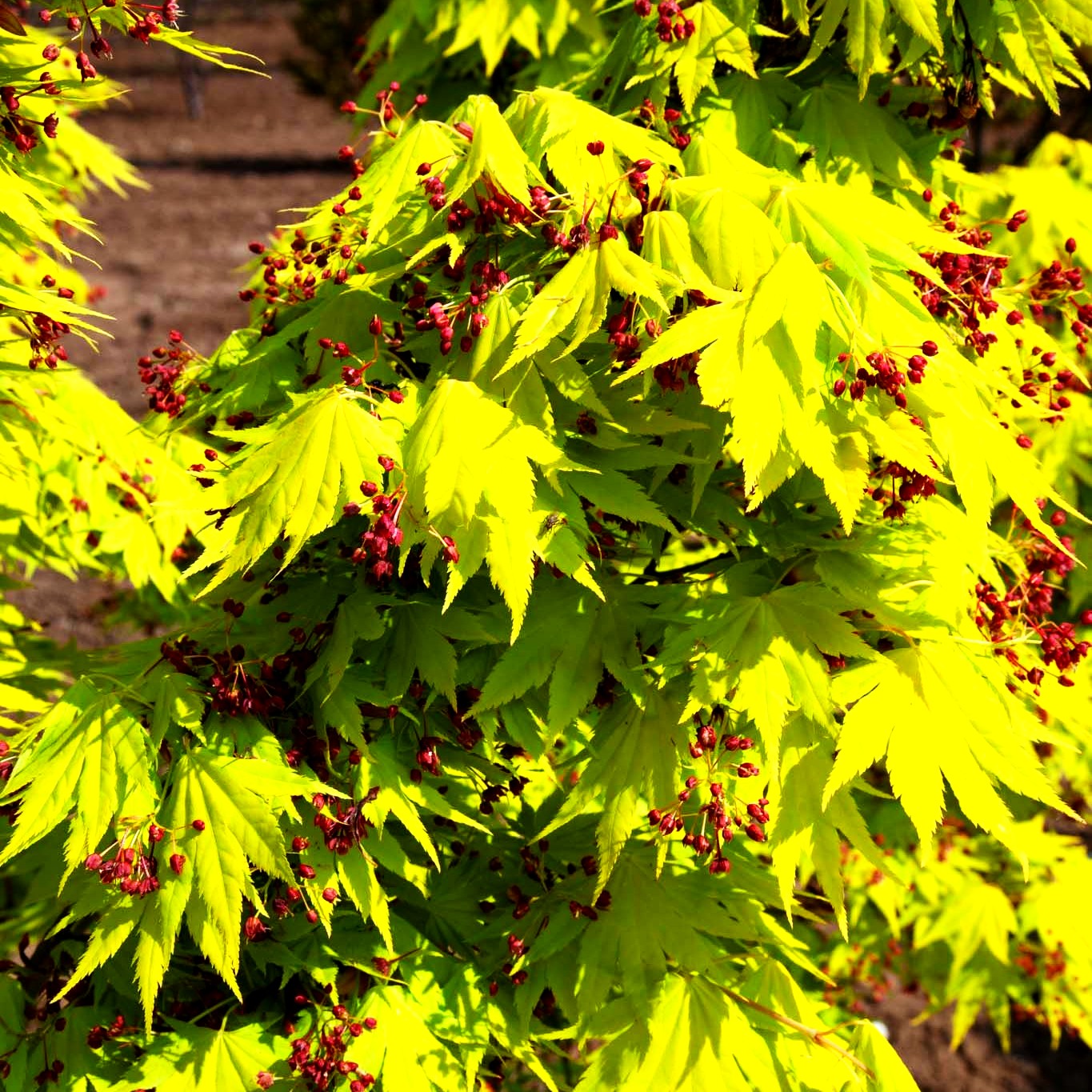 Japanischer Gold-Ahorn 'Jordan' (Acer shirasawanum)