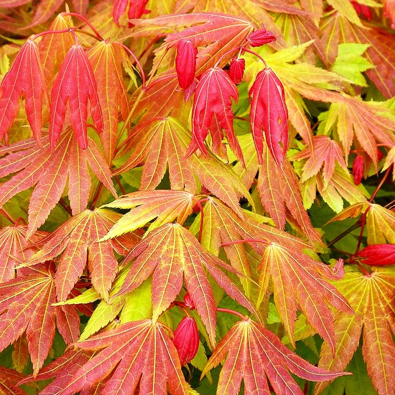 Japanischer Gold-Ahorn 'Moonrise' (Acer shirasawanum)